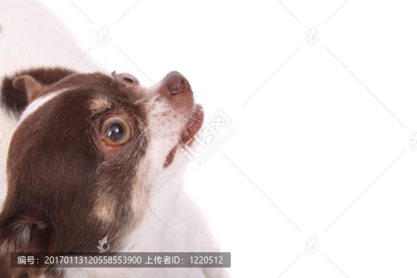 奇瓦瓦頭