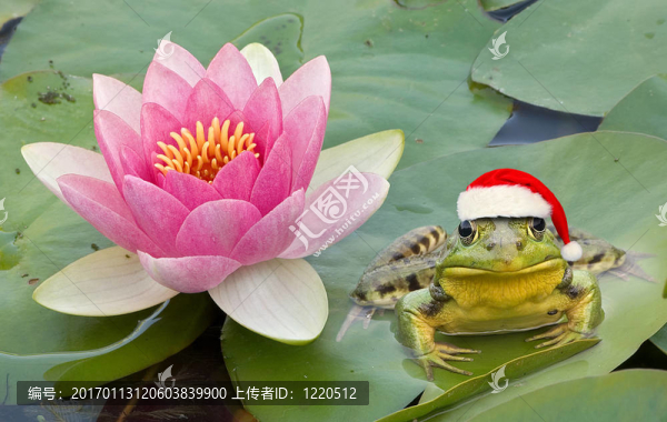 青蛙的圣誕老人