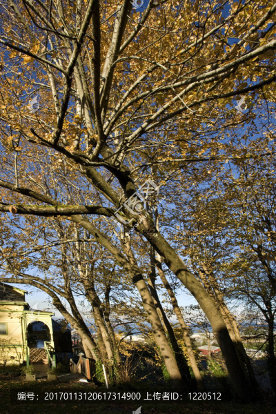 維多利亞家和Cork,Elms