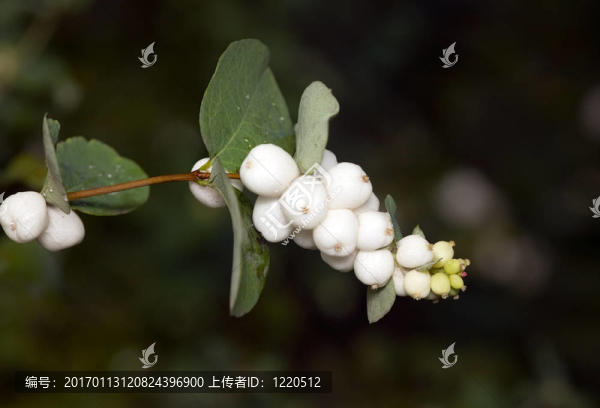 印度醋栗