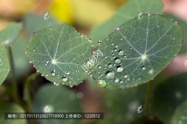 金蓮花傘