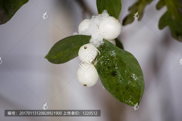 白漿果