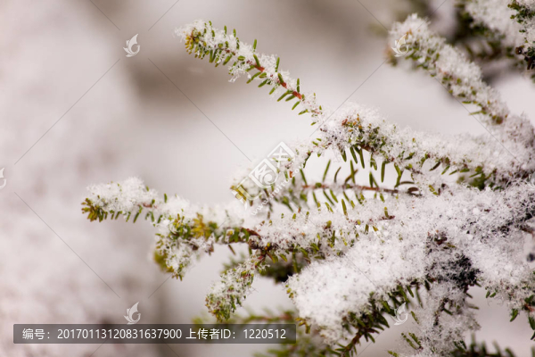 粉狀雪