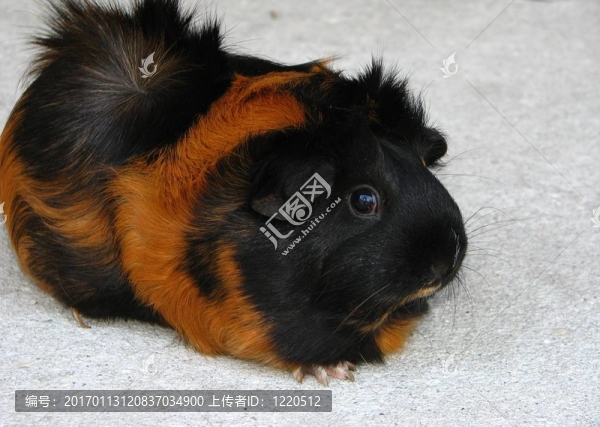 豚鼠3
