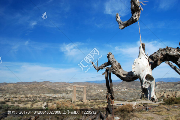 沙漠中一頭死牛的太陽漂白頭骨