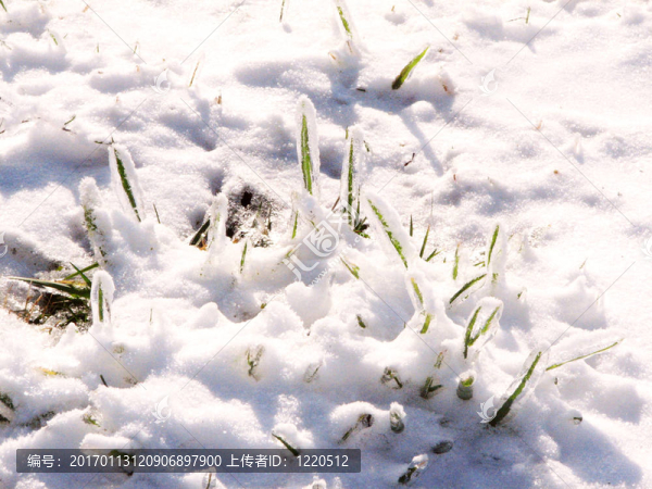 通過積雪草