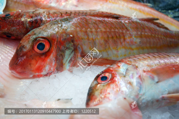 市場上的新鮮魚