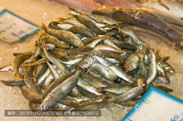 鮮鯡魚