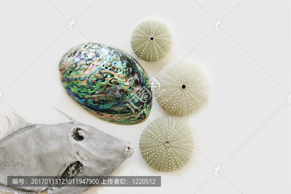 魚和海洋的物體。