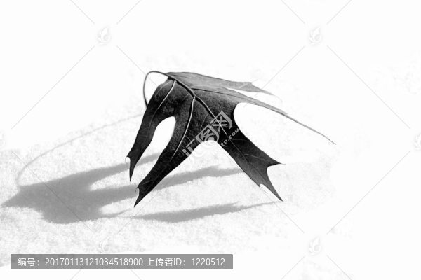 冬天的孤獨