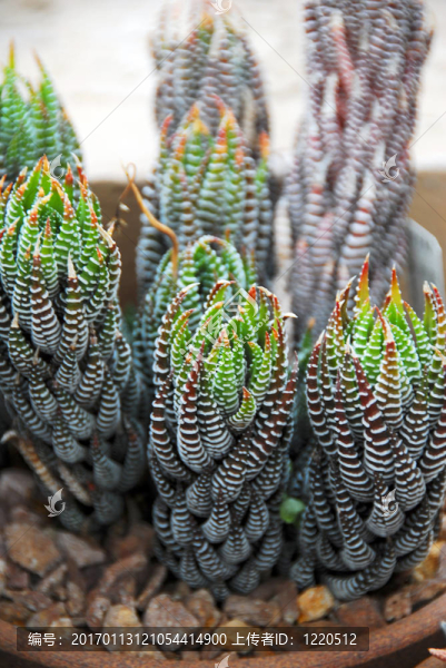 蘆薈肉質(zhì)植物群