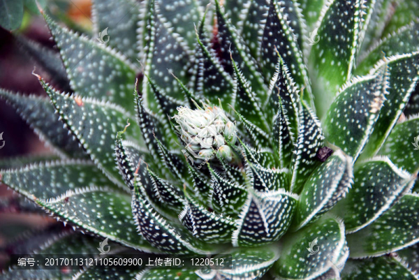 蘆薈的肉質(zhì)植物，White,Flowers
