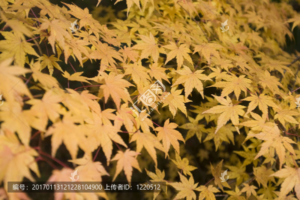 秋天的落葉