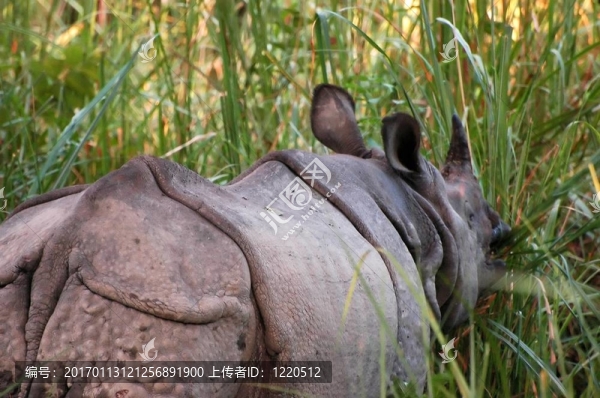 印度獨(dú)角犀牛