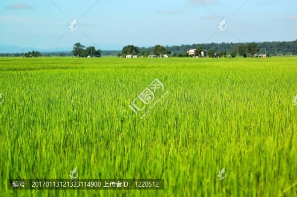 稻田