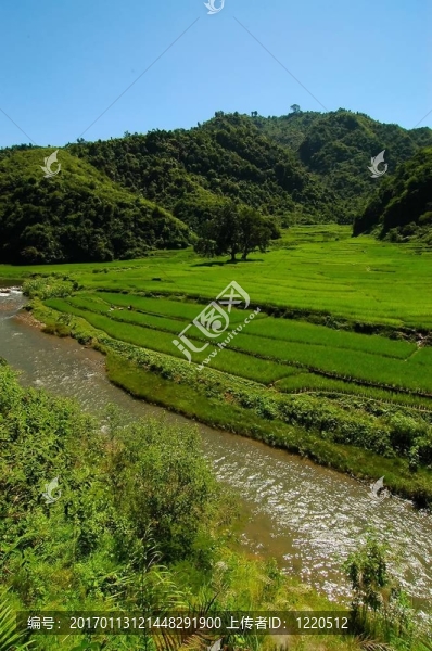 稻田