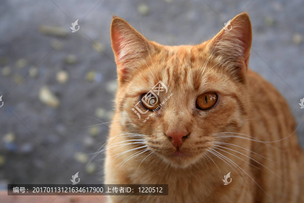 貓
