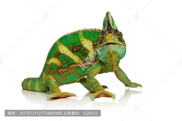 變色龍