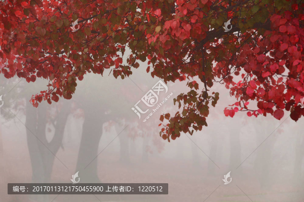 秋天的落葉
