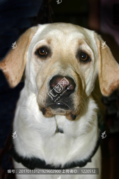 在訓(xùn)練輔助犬（Canis,lupus,familiaris）