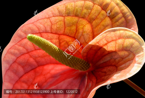 火鶴花