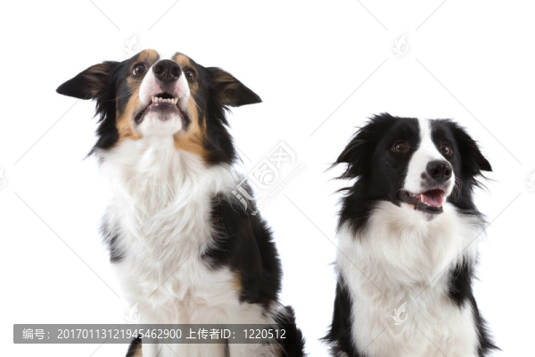 兩個(gè)快樂的狗