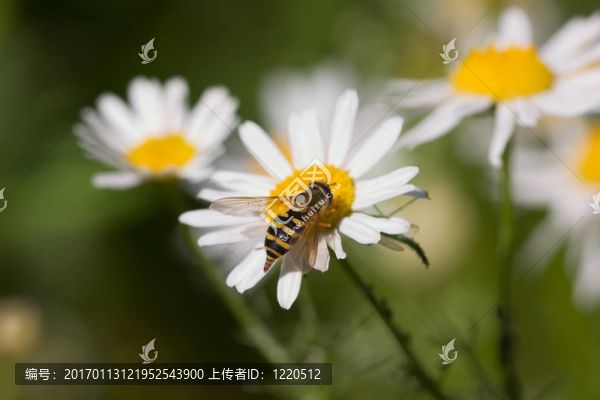 食蚜蠅在一個(gè)白色的甘菊