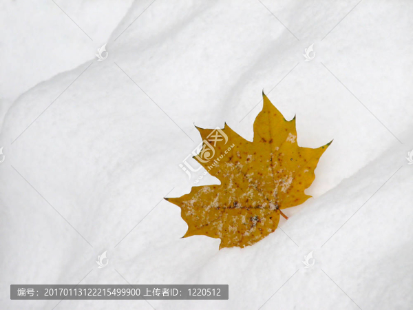 雪上的葉子2