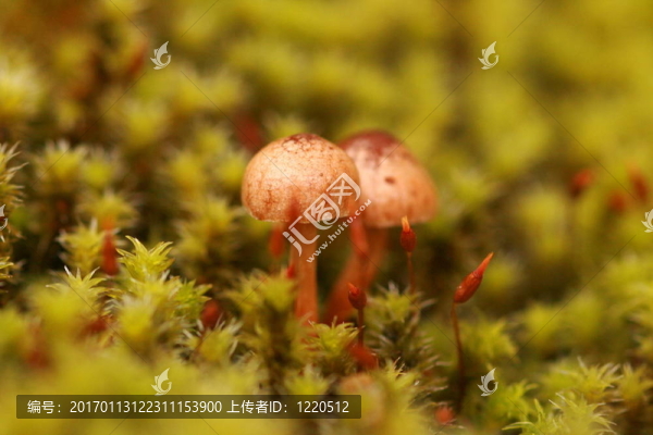 一個可愛的真菌