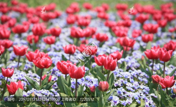 郁金香花園
