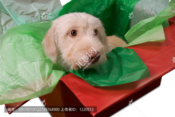 小狗在禮品盒