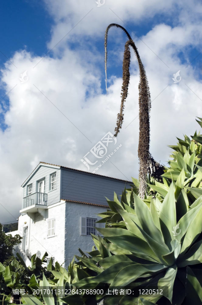 龍舌蘭（Agave,attenuata）