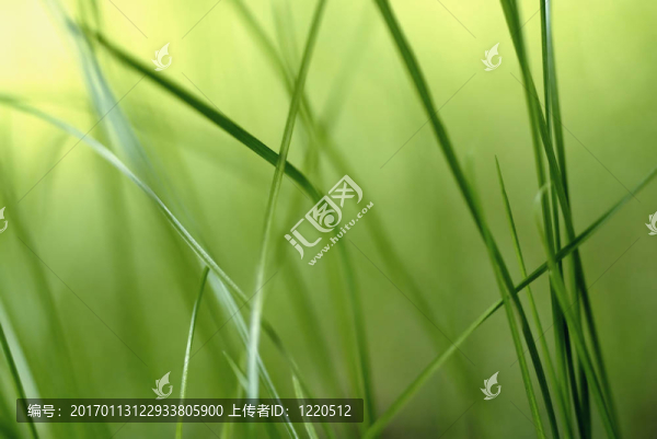 小草