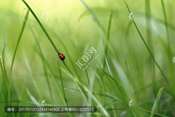 紅色小蟲(chóng)爬上綠草的草葉
