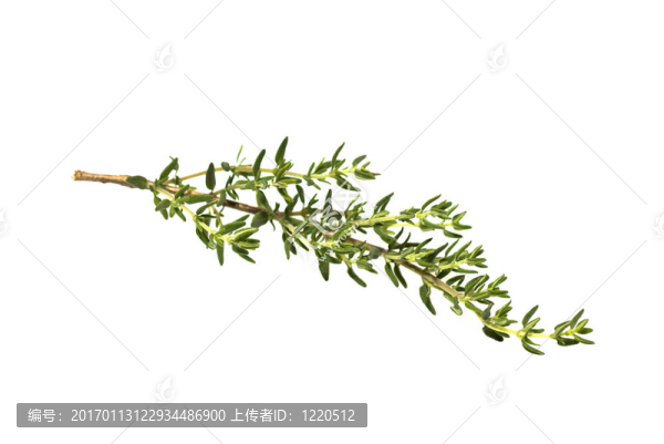 新鮮的百里香枝