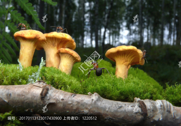 病變