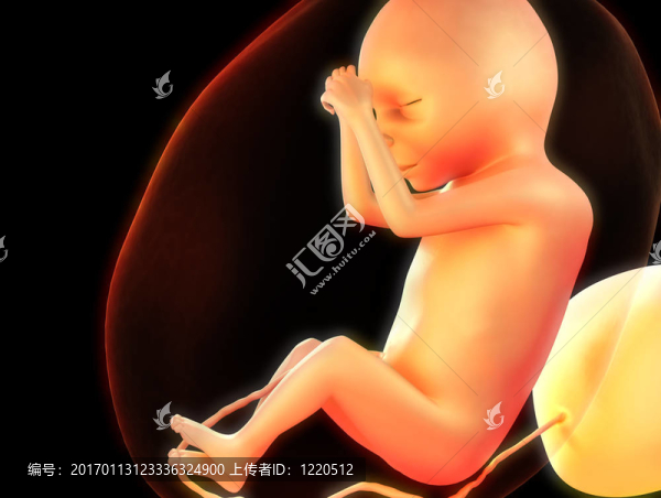 人胎兒