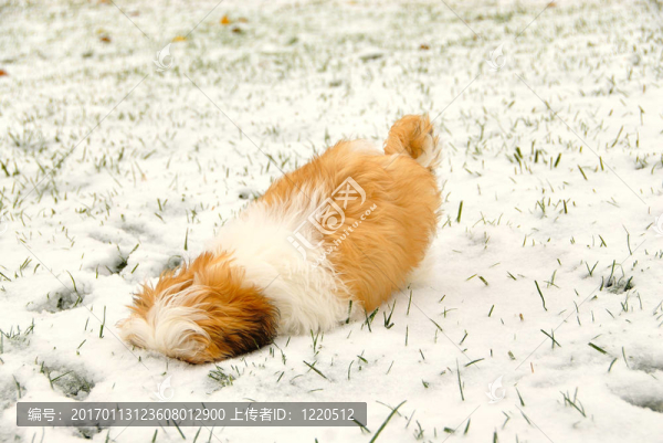 在這雪下的是什么？