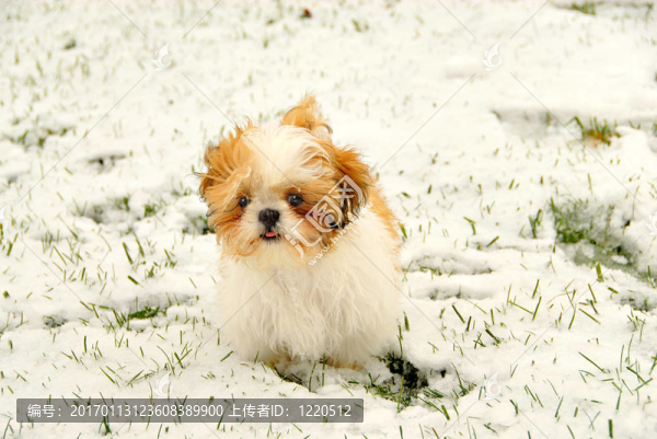 在雪中玩耍的西施