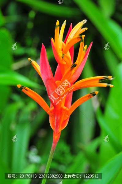 天堂鳥花