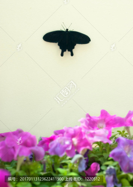 蝴蝶