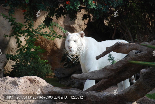 白虎