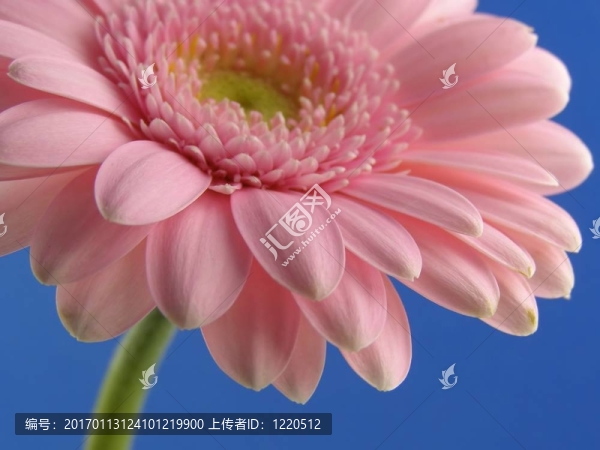 粉色非洲菊