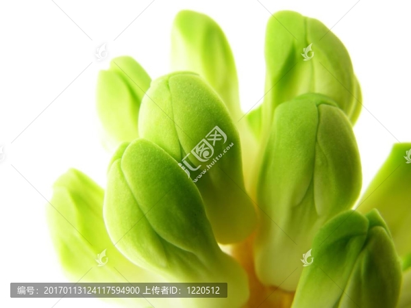 風(fēng)信子芽