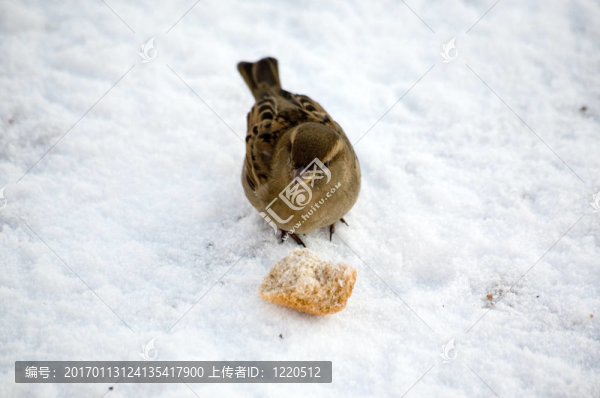 在雪地上打獵