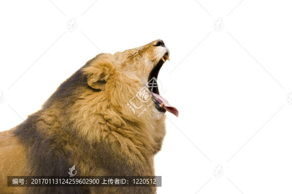獅子打哈欠
