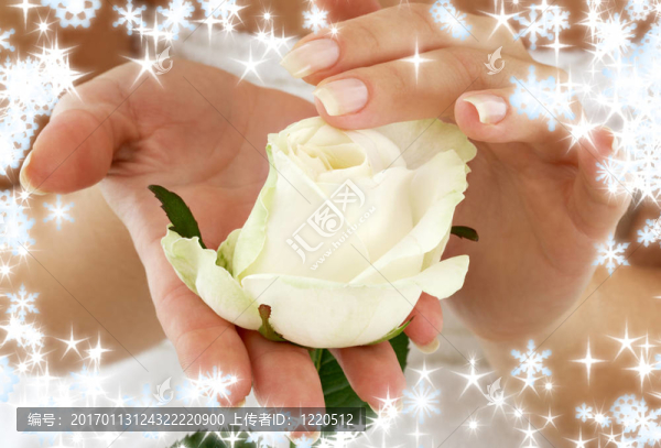 玫瑰花蕾的雪花