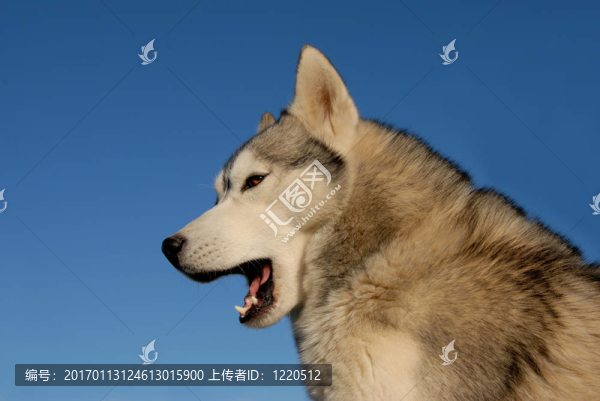 累了哈士奇