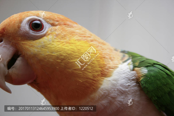 寵物鸚鵡5