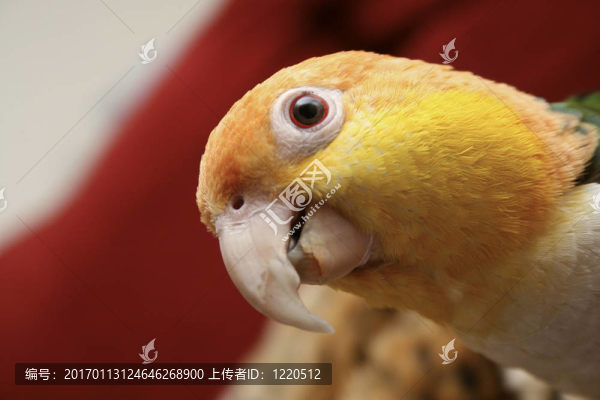 寵物鸚鵡6